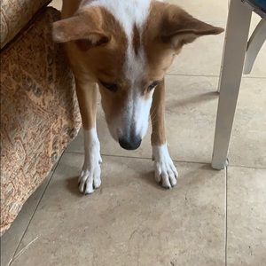 Meet your Posher, Rachel